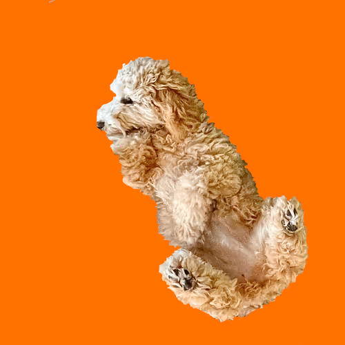 Item #71188718157521890056217826245416464690012970148001039644603136676507622047754 Media