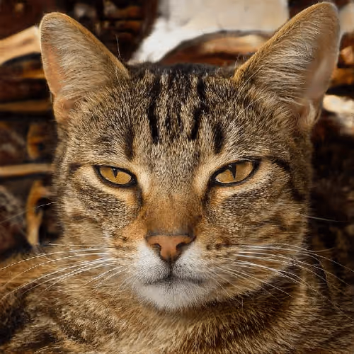 Item #106393158711752592444527764053332067386103257112262188176365267632140826181633 Media