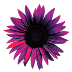 Sunflower Energy VI