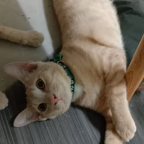 Kitoom #5