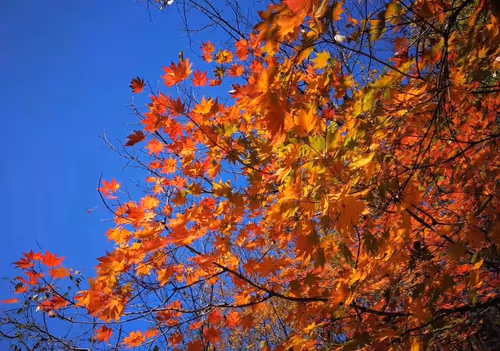 Item #105057883243597752943893910039238115039509970010382678399475215124592527933441 Media