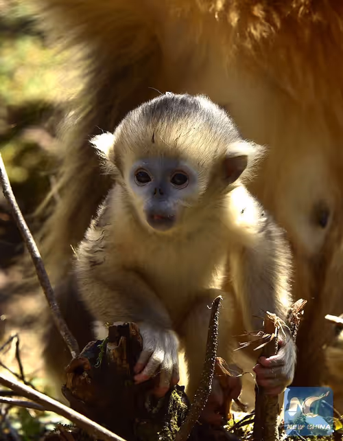 Item #45594647201663347778086533366212020564774309010196825968467676431707604516865 Media