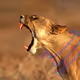 7366391209276244056778647723297341661546793454859081352197045450615958798436