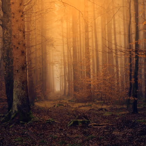 Item #8874138315545109850187425440264752860309614107716605274840158619496035123215 Media