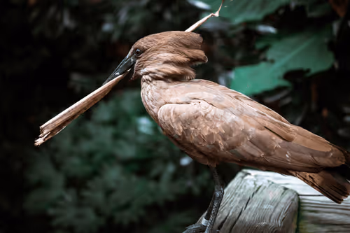 Item #108333172836631629328696584714053398631603269563571358519615745309717150302209 Media