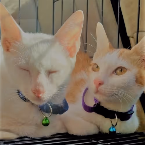 Item #14104396689618554962243873128153200317550099460847037678338740659879705313281 Media