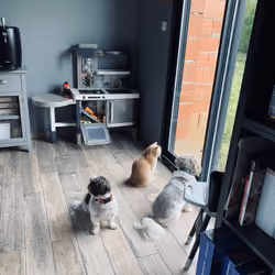 I am dog's friendly