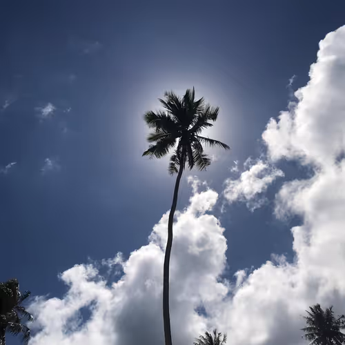 palm tree 