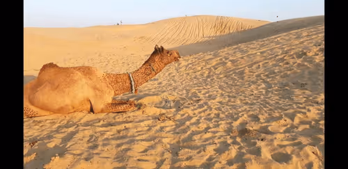 Item #28492546344238997982627040595659913257173957231691920694804582542057502932993 Media