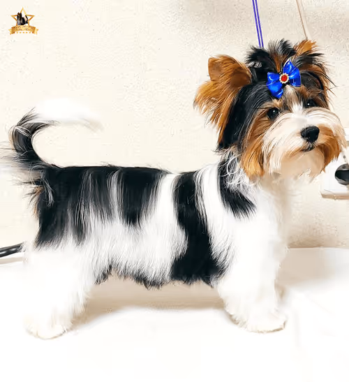 Item #38667131167011634385541907782208186835961873608250228940362662769425335189505 Media