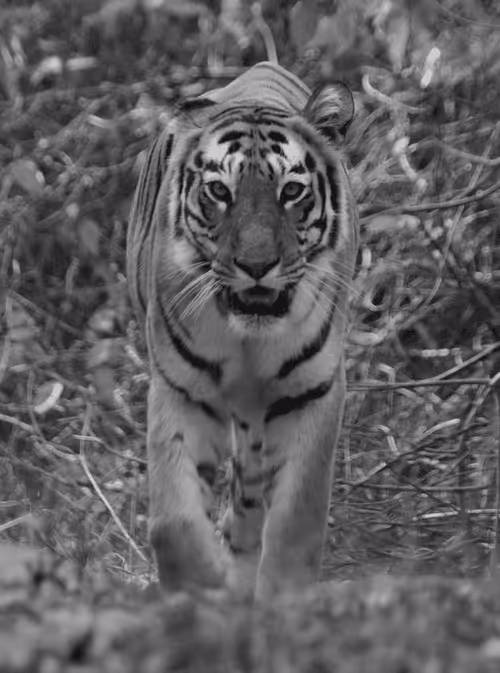 Item #97836812780509992357294122523585033403069799533494245490683884907042458042369 Media