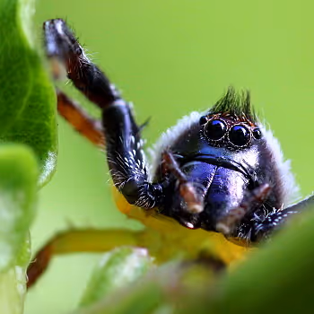 28768809638203180529310895401808778562039379170180360766207551258715209334785