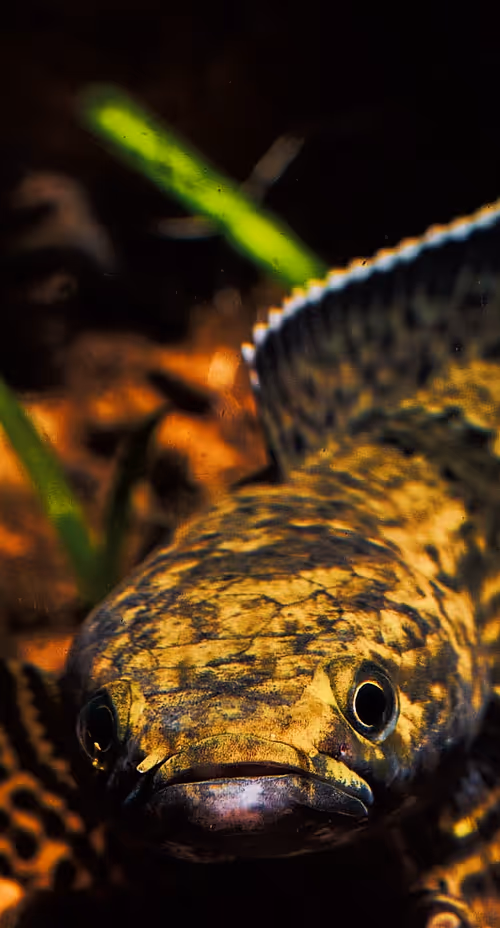 Item #59294088185671004117855286215927044970473717371729338351918348149626094223361 Media