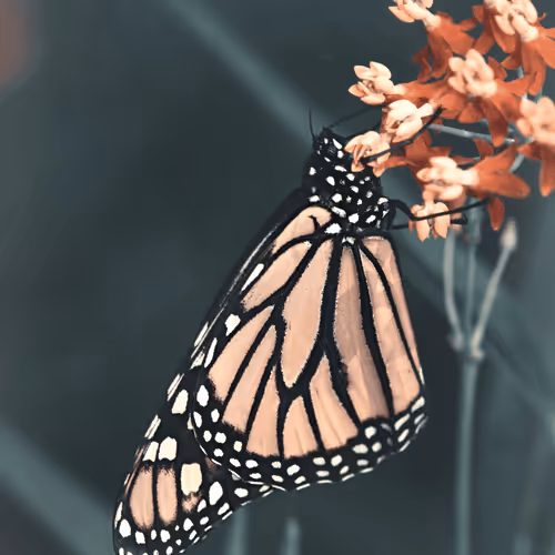 Wings of Beauty #0 - The Monarch