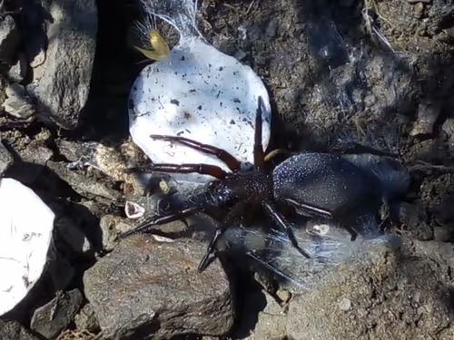 Item #18279368597565041265121237626867746954701071610314993633361532918102893789185 Media