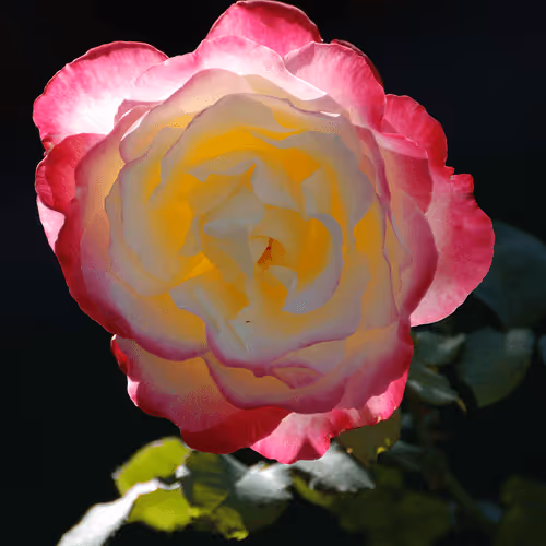 Item #35939744651131693462673737342646872132185664659476481762314205388146716180487 Media