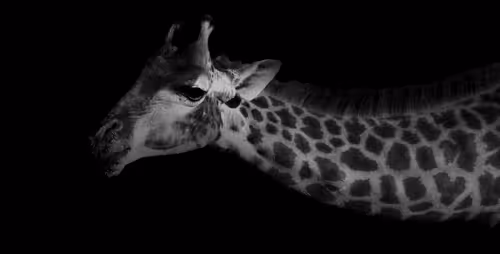 Item #28567716502395368545190530539508003003615259793471226078435859184686215462962 Media