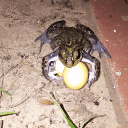 Frog Genetics #15