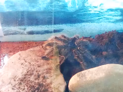 Item #18279368597565041265121237626867746954701071610314993633361532922500940300289 Media