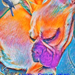 Cute dog