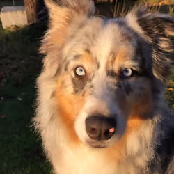 Australian shepherd - Sunset