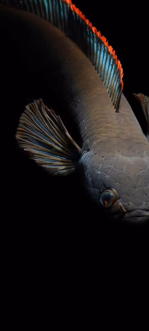 Item #59294088185671004117855286215927044970473717371729338351918348147427070967809 Media