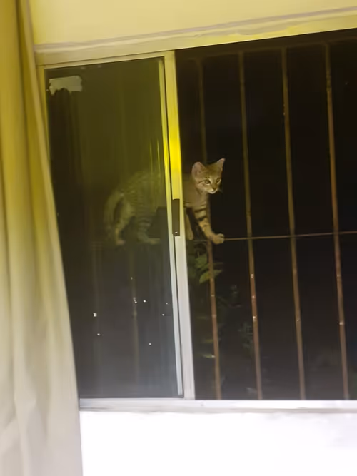 Item #4206968959528382267850550168117913088191590325513865346546053380245574123521 Media