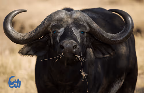 21286616541368493270952273154919658706491111186853565386377985454299959787521