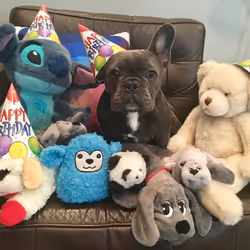 99031261785432219130552668818269695456905868997165113515571762395117533528065