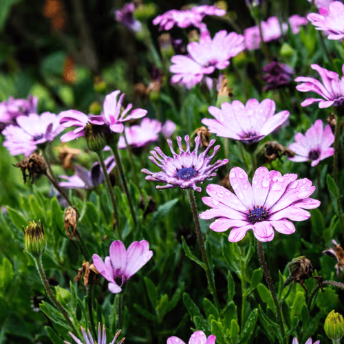 Item #18947357463558083308743301085332703717298258712978794536174415205485516947457 Media