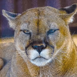 Cougar 2 Test