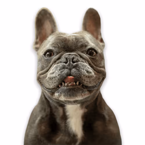 Item #99031261785432219130552668818269695456905868997165113515571762252181021917185 Media