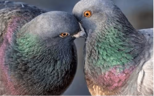 Item #6247297755968270665931343141426669990757383253760864953676946166489924239361 Media