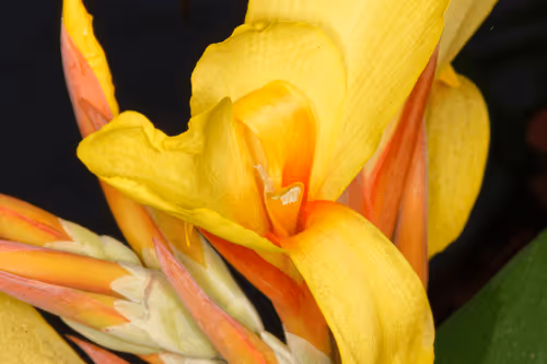 Item #47344123980109973813634142770242239438764360713225161879961011962664250769409 Media