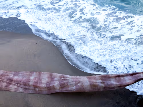 Item #9783384603778918420145046153899718198103781480462481698299604408251818443052 Media