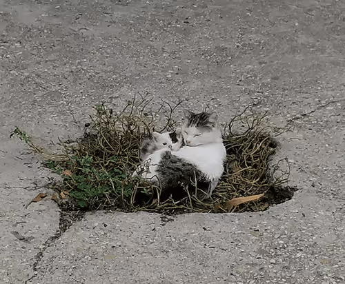 Untitled Collection #452297822