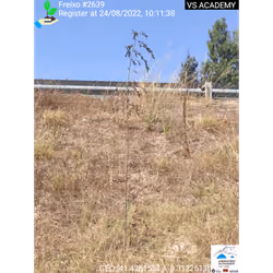 Freixo[Fraxinus angustifolia] - Plant Certificate #2639