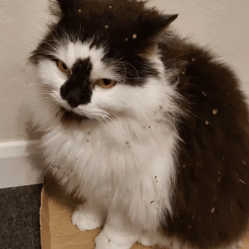 Item #13161020314009032005485822086301964352885579695205061807387255195971350429697 Media