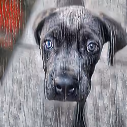 The Pup 3