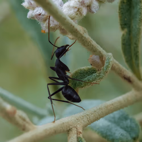 Item #81039049813216597257953829520223769972049979763513540310904561802295430348801 Media