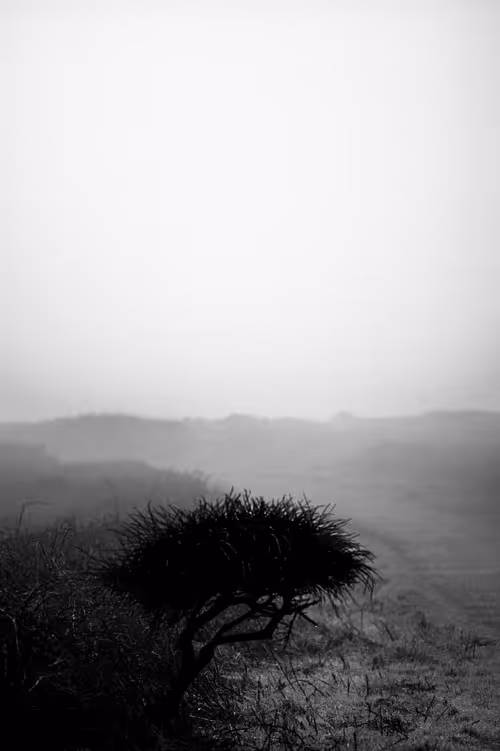 Item #73754067670666287486777451025371723803701293216623981117739972860783865364481 Media