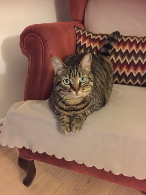 Item #87230644132242042715110404335498554471483528932516350554011268138232627331073 Media