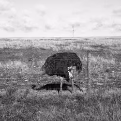 Ostrich