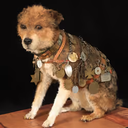 Owney the dog 0.052985.274.1
