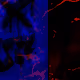 50107317258778552294207371653853797297658021348402662495901556102292708524033