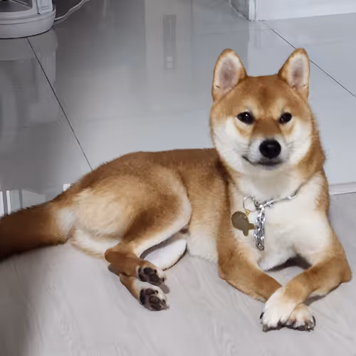 Sushi The Shiba #201735994