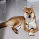 Sushi The Shiba #201735994