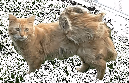 Item #52649343557446035135230494409130152297678794333817496810102692708780859195393 Media