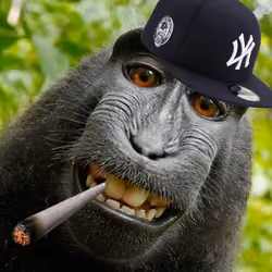 KushMonkey-01