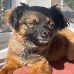 Roo